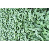 錦州西紅柿育苗廠 耐熱西紅柿苗供應(yīng)