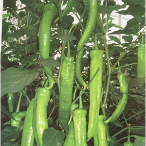 河源出售辣椒苗 辣椒種苗品種基地