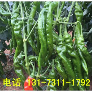 東莞辣椒苗育苗廠 代育線椒苗批發