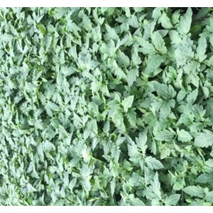 寶雞西紅柿苗廠家 口感西紅柿苗批發