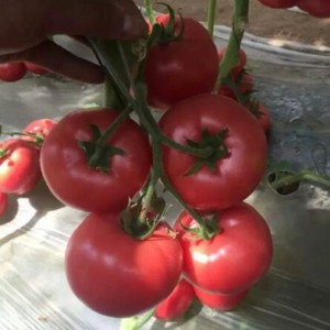 開封硬粉西紅柿苗廠家 壽光蔬菜苗嫁接批發