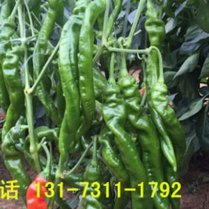 益陽螺絲椒苗 早春螺絲椒育苗廠