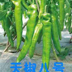黃岡長尖椒苗 大果尖椒苗批發