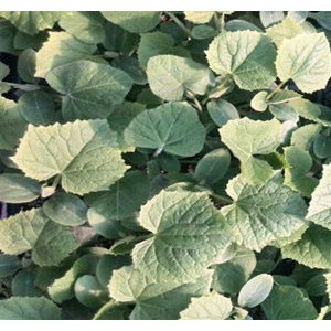 濟源黃瓜嫁接苗