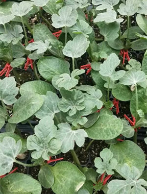 嫁接西瓜苗-8424_副本