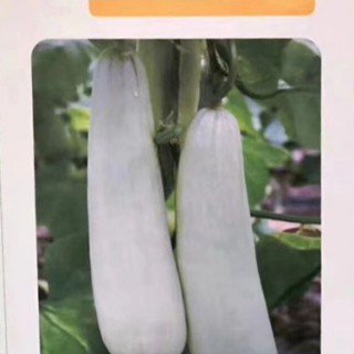 高淳甜瓜苗 嫁接甜瓜苗育苗廠