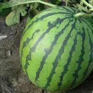 商丘嫁接西瓜苗基地 美都西瓜育苗廠