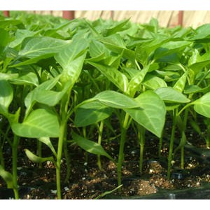 臨沂黃綠皮尖椒苗 壽光辣椒育苗廠