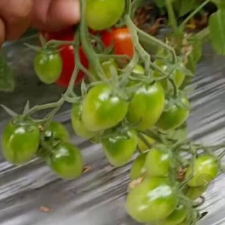 重慶小番茄苗千禧、釜山88育苗基地