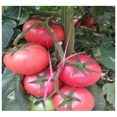 咸陽(yáng)育西紅柿苗苗廠 西紅柿種苗品種批發(fā)