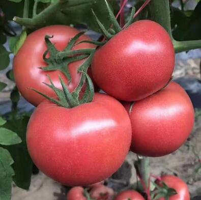 張掖育西紅柿苗批發 嫁接西紅柿苗基地