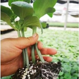 井陘布利塔茄子苗廠家 育嫁接長(zhǎng)茄子苗