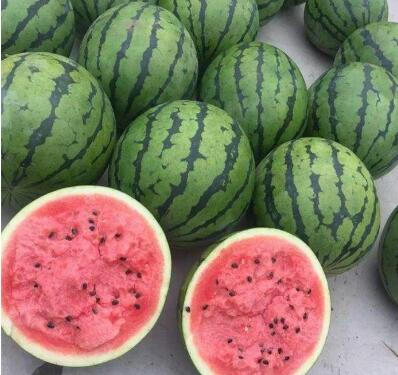 慶陽供應甜瓜苗 直播綠寶羊角蜜種苗廠